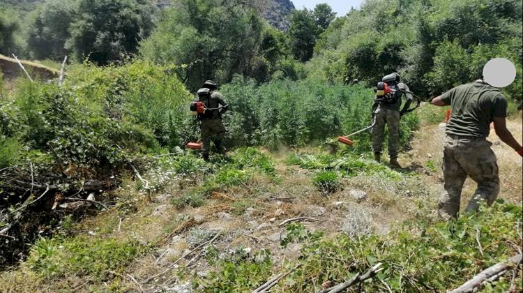 Diyarbakır'da Uyuşturucu Operasyonu/Yüklü Miktarda Kenevir İmha Edildi
