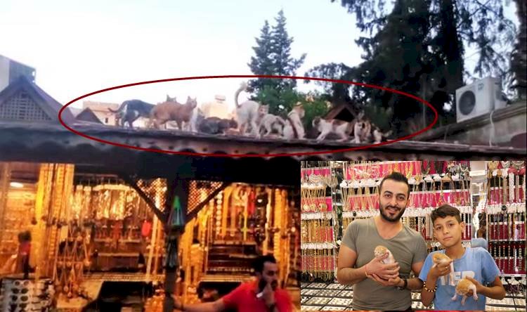 Küçük Hayvansever Sokak Kedilerinin En Büyük Dostu