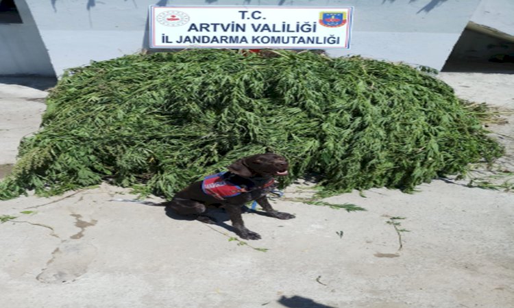 2 Bin 443 Adet Esrar Fidesi Ele Geçirildi.