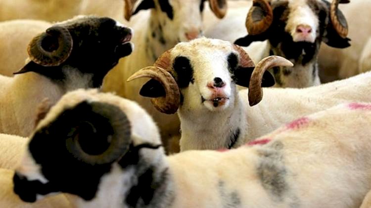 Merkez İlçe Eyyübiye'de Kurban Kesim Yerleri Açıkladı