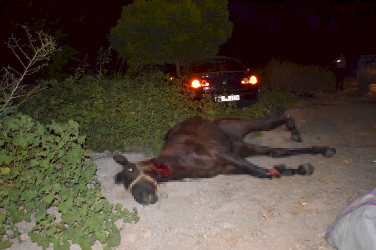 Yola Atlayan Yarış Atları , Arabaların Altında Ezildi