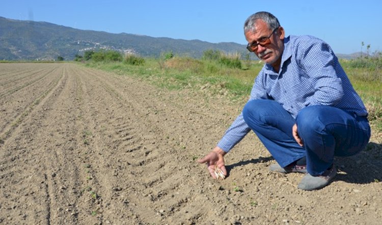 Haliliye'de Çiftçilerin Ekinleri Kurudu. Aylardır Belediyeden Yardım İstiyorlar