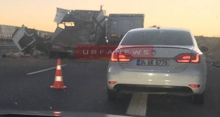 Şanlıurfa Gaziantep Oto Yolunda Zincirleme Kaza ! Çok Sayıda Hayvan Telef Oldu !
