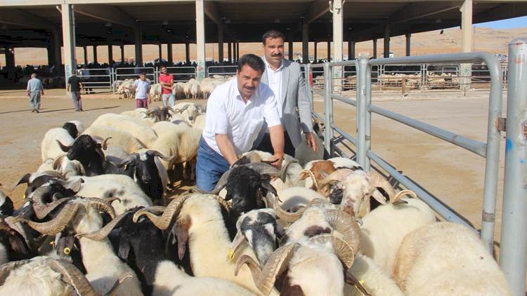 Urfa'da Kurbanlık Fiyatları Geçen Yıla Göre Artış Gösterdi