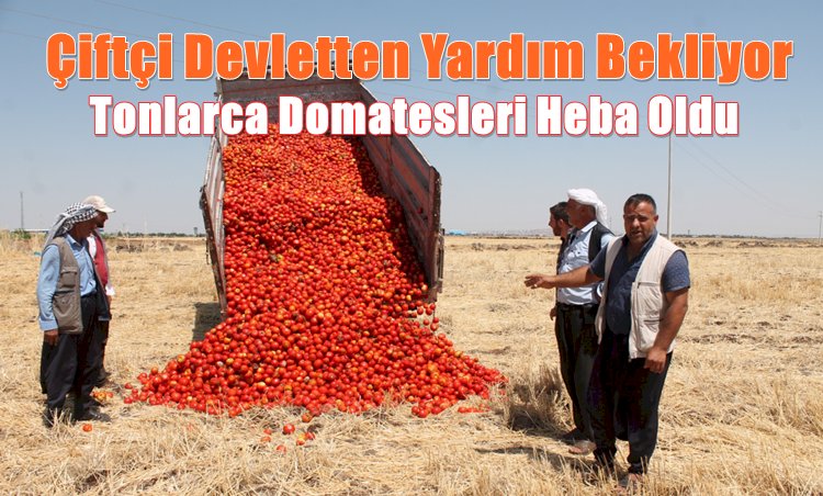 Destekleme politikası tam bir aldatmaca. Çiftçinin Tonlarca Domatesi Heba Oldu