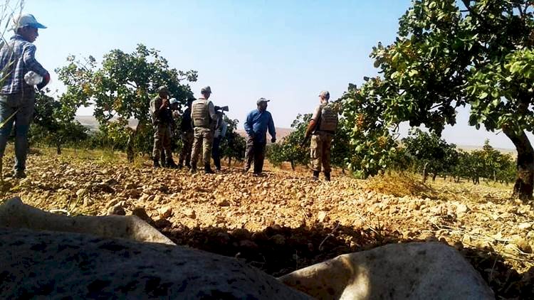 Şanlıurfa'da Hırsızların Hedefinde Fıstık Bahçeleri Vardı