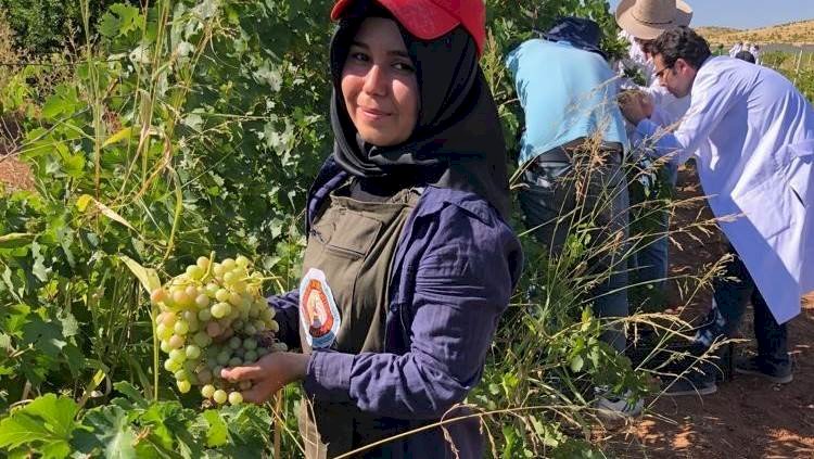 HRÜ'nün AR-GE Bağlarında Hasat Başladı