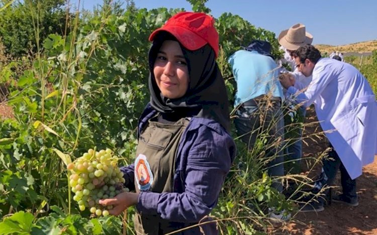 Harran Üniversitesinde Üzüm Bağları Bozumu Başladı