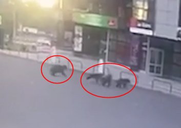 Şehre İnen Ayılar 2 Kadını Kovaladı ! Kadınlar Canlarını Zor Kurtardı