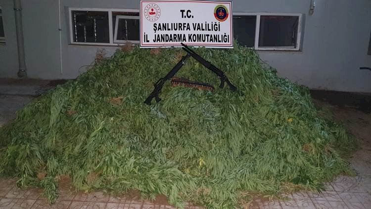 Urfa'da Esrar ve Kenevir Yakalandı 1 Kişi Gözaltına Alındı