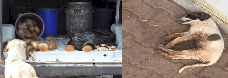 Hayvan Barınağında İçler Acısı Görüntüler | Çöpte Köpek Cesedi Bulundu