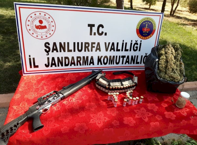 Suruç'ta 512 Kök Hint Keneviri Ele Geçirildi