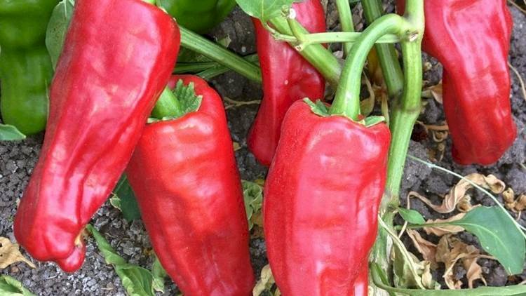 Bu Yıl Rekolte Düştü İsotun Fiyatı Fırladı