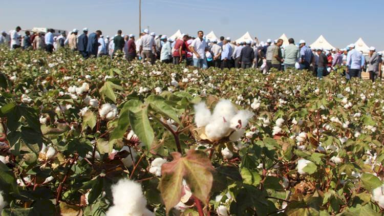 Şanlıurfa'da Pamuk Hasadı Törenle Başladı