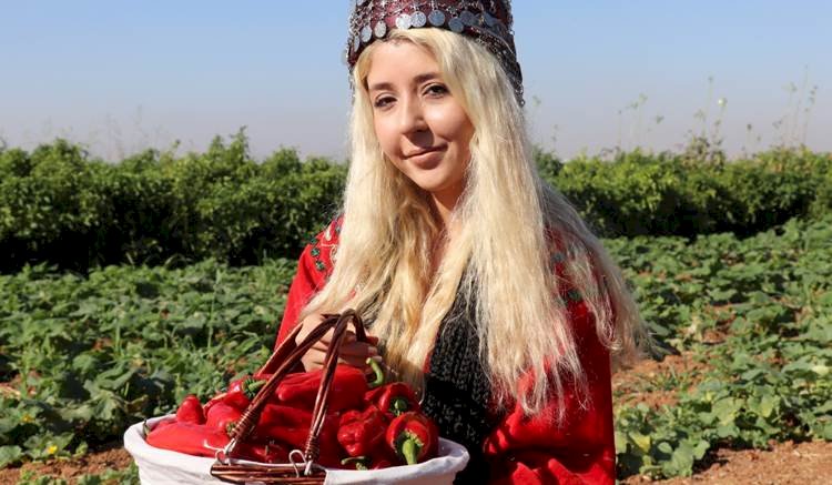 İsot Festivali Tarlada İsot Hasadı ile Başladı