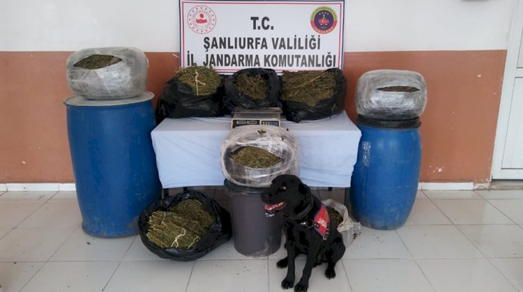 Şanlıurfa'da Jandarmanın Ev Aramasında 105 Kilo Esrar Ele Geçirildi