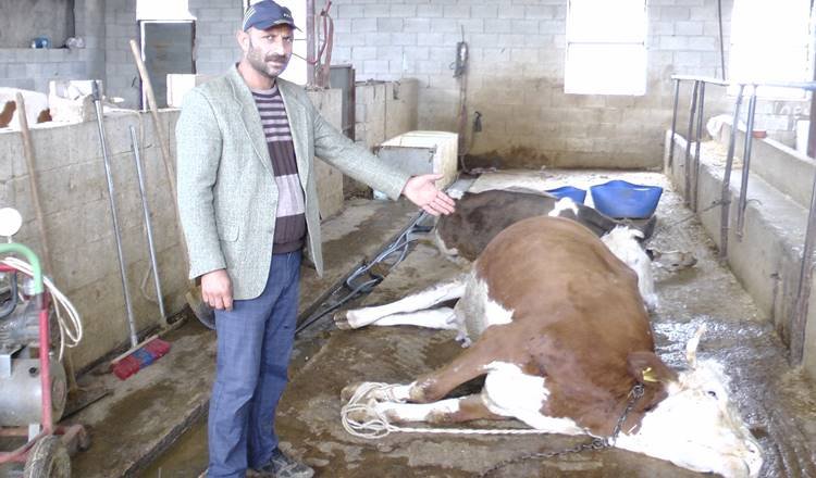 Ceylanpınar'da İnekleri Elektrik Çarpmasıyla Telef Olan Besiciden Yardım Çağrısı