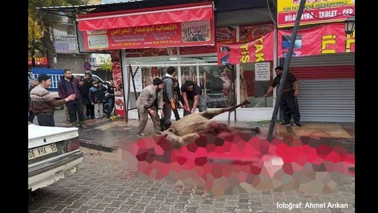 Suriyeli Kasaptan Skandal Hareket / Caddenin Ortasında Deve Kesti