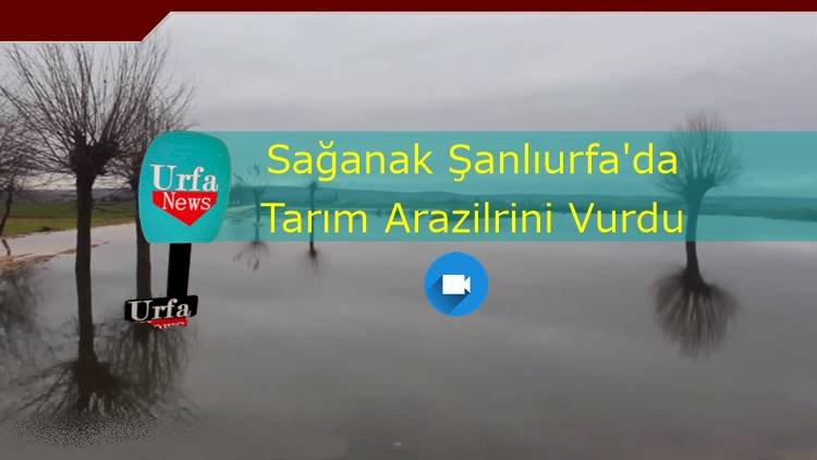 Sağanak Yağış Şanlıurfa Tarım Arazilerine Ciddi Oranda Zarar Verdi