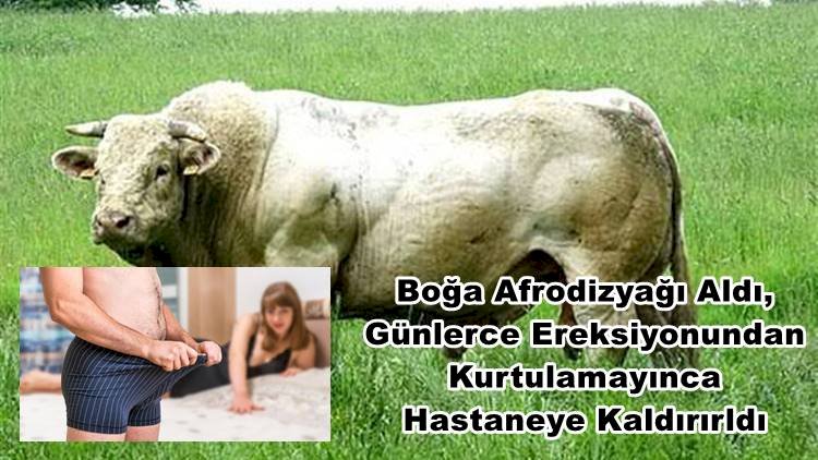 Boğalara Verilen Karışımı İçince 3 Günlük Ereksiyon Sonucu Hastanelik Oldu