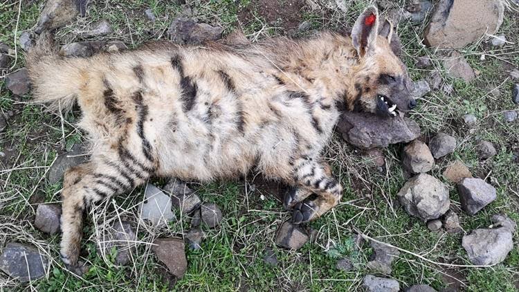 Siverek'te Nesli Tükenmek Üzere Olan Çizgili Sırtlan Ölü Bulundu
