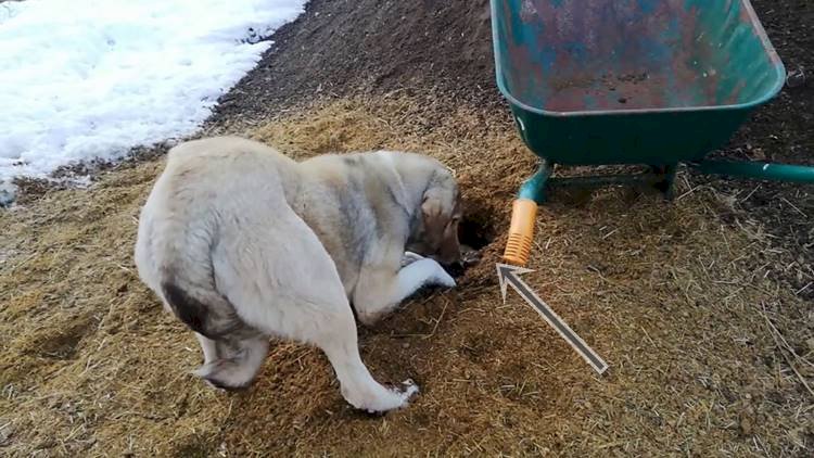Kangal köpeği Ölen Yavrusunu Patileri İle Kazdığı Çukura Gömdü