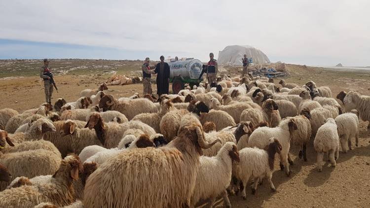 Harran'da Koyun Çalan 2 Kişi Yakalandı