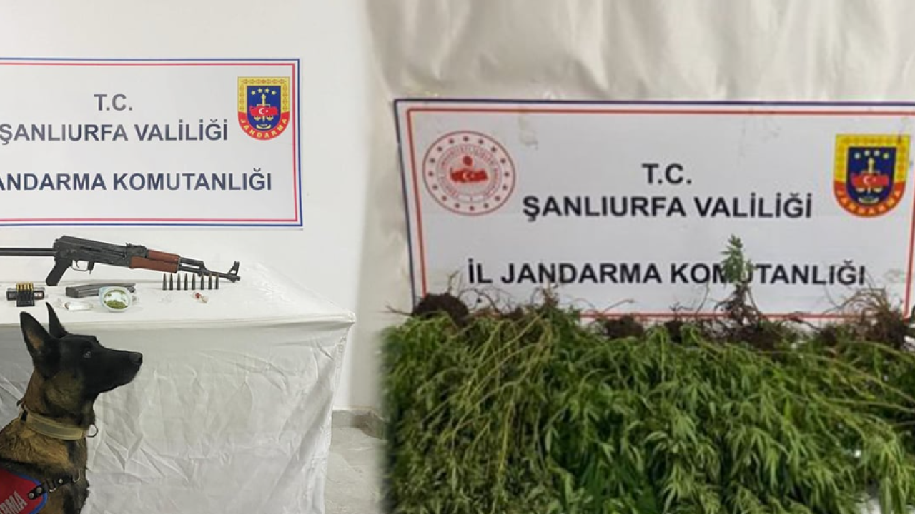 Şanlıurfa’da çok sayıda silah ve kenevir ele geçirildi