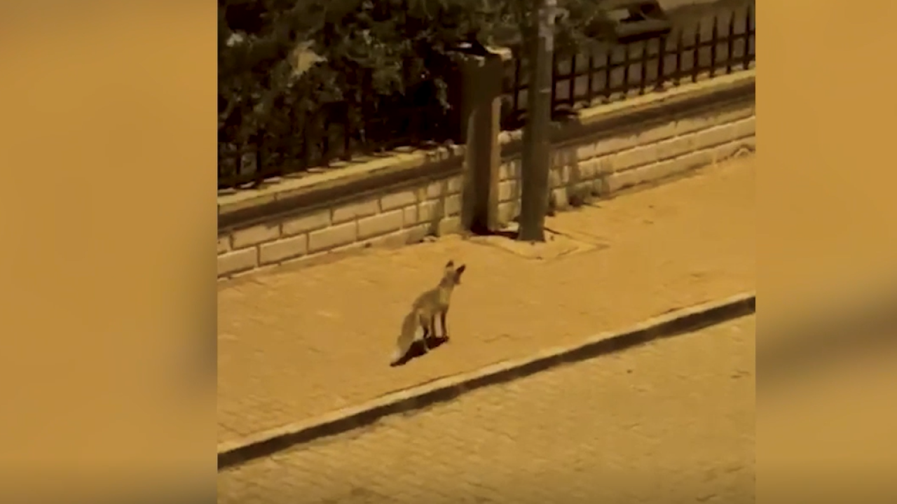 Şanlıurfa&#039;da şehir merkezine inen tilki görüntülendi