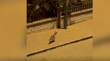 Şanlıurfa'da şehir merkezine inen tilki görüntülendi