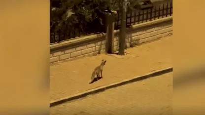 Şanlıurfa'da şehir merkezine inen tilki görüntülendi