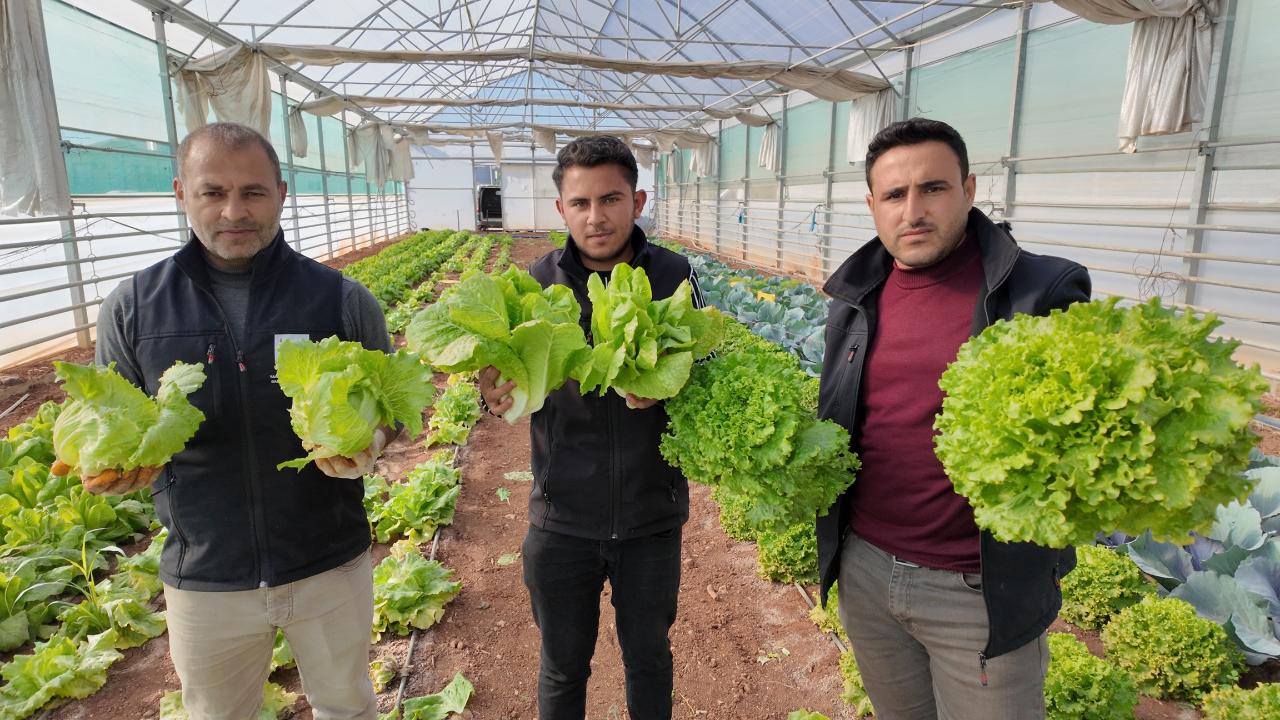 Büyükşehir seralarında kışlık sebze hasadı başladı