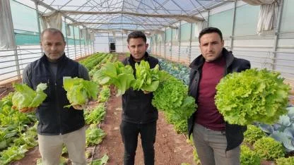 Büyükşehir seralarında kışlık sebze hasadı başladı