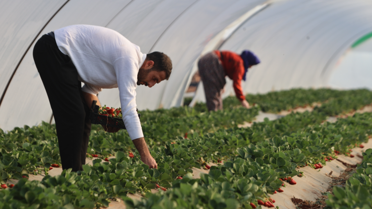 ‘Çilek yetişmez’ denilen topraklarda üretimini 60 dekara çıkardı