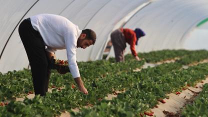 Şanlıurfa'da çilek üretimi denemesi başarılı oldu
