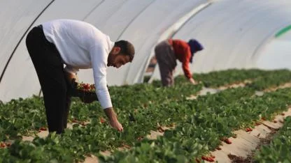 ‘Çilek yetişmez’ denilen topraklarda üretimini 60 dekara çıkardı