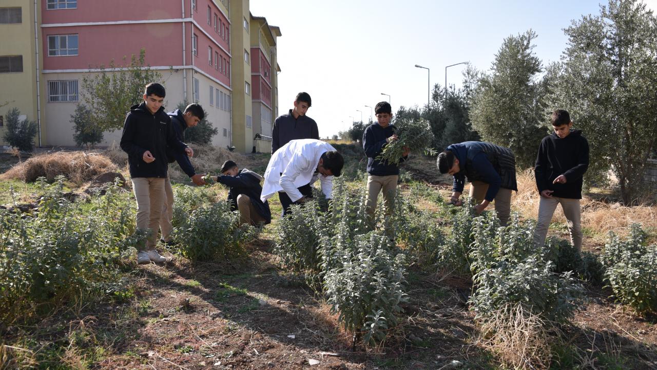 Şanlıurfalı öğrenciler okulda tıbbi ve aromatik bitki yetiştiriyor