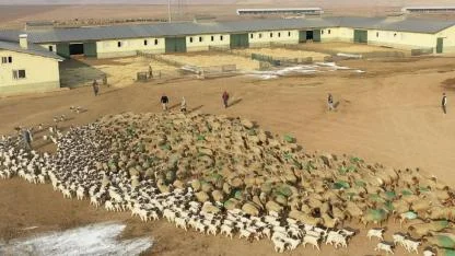 Türkiye'nin dev işletmesinde 60 bin kuzu dünyaya geldi