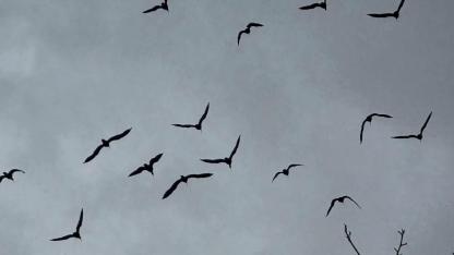 Şanlıurfa'da 277 kelaynak doğaya bırakıldı