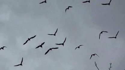 Şanlıurfa'da 277 kelaynak doğaya bırakıldı