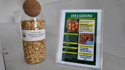 Şanlıurfa’da Ata Tohumları çiftçilerle buluşuyor