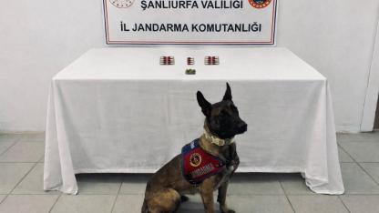 Şanlıurfa’da jandarmadan 4 ilçede operasyon: 8 şahsa adli işlem