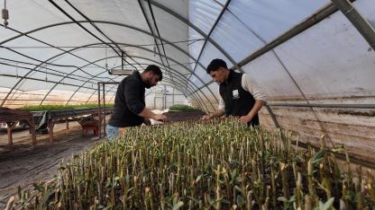 Şanlıurfa’da modern seralarda 30 bin fidan üretimi başladı