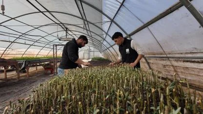 Şanlıurfa’da modern seralarda 30 bin fidan üretimi başladı