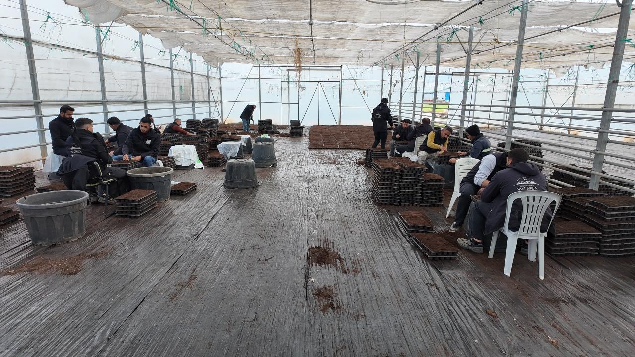 Şanlıurfa Büyükşehir Belediyesi 1 milyon fide üretiyor