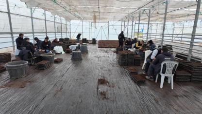 Şanlıurfa Büyükşehir Belediyesi 1 milyon fide üretiyor