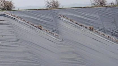 Şanlıurfa'da gölete düşen çakal kurtarıldı