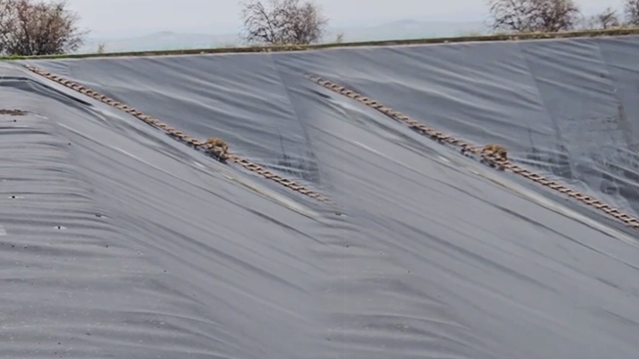 Şanlıurfa'da gölete düşen çakal kurtarıldı