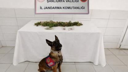 Şanlıurfa’da jandarmadan operasyon: Uyuşturucu ve silah ele geçirildi