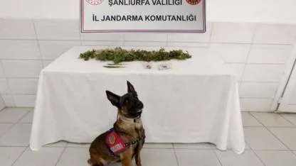 Şanlıurfa’da jandarmadan operasyon: Uyuşturucu ve silah ele geçirildi